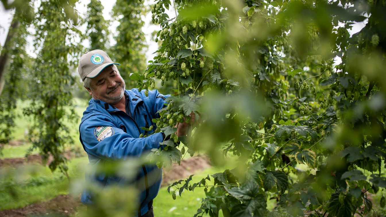 Mitarbeiter der Schlossbrauerei Maxlrain erntet Hopfenpflanze