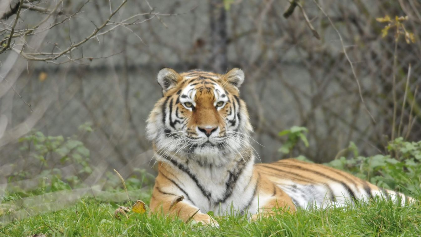 Tiger liegt auf Wiese im Zoo