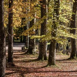 Bäume am Weg durch den herbstlichen Kurpark Bad Aibling